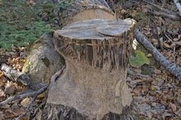 _DSC9993_DxO