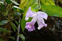 Parque Nacional Arenal-4