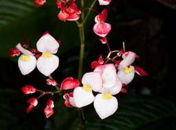 Rio Celeste-14