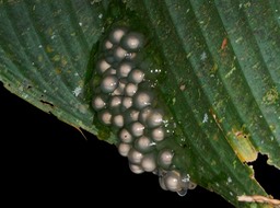 Tenorio Rio Celeste-19