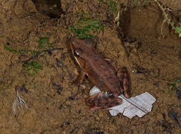 Tenorio Rio Celeste-3, Grenouille de Warszewitsch
